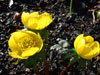 eranthis hyemalis-3